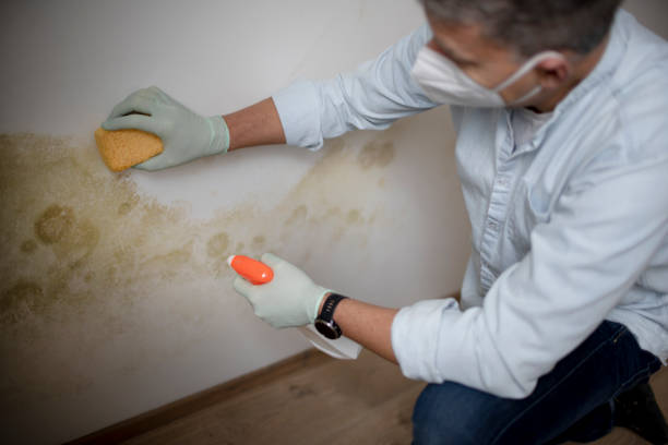 Best Mold Removal Near Me  in New Hempstead, NY