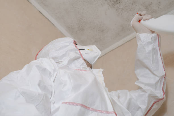 Best Certified Mold Removal  in New Hempstead, NY