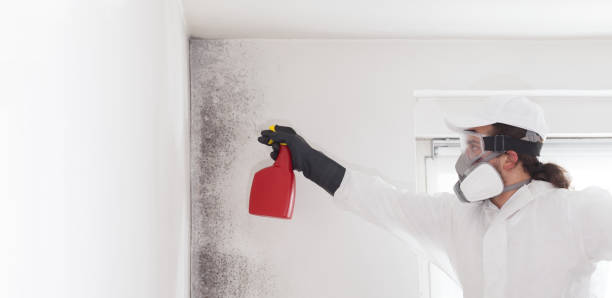 Best Home Mold Removal  in New Hempstead, NY