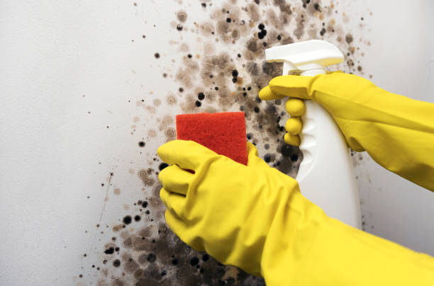 Best Mold Cleaning Services  in New Hempstead, NY