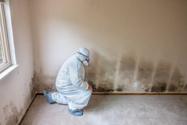 Best Commercial Mold Removal  in New Hempstead, NY