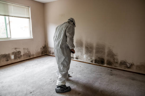 Best Residential Mold Removal  in New Hempstead, NY