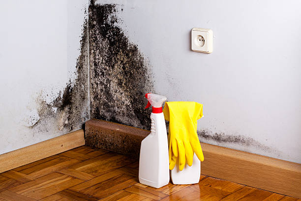 Best Professional Mold Removal  in New Hempstead, NY